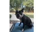 Adopt Riley Bo a Black - with White Boston Terrier / Mixed dog in Plano