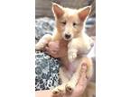Adopt Baby Girl Louise a Tan/Yellow/Fawn - with White Collie / Mixed dog in