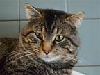 Adopt FONZIE a Brown or Chocolate Domestic Mediumhair / Mixed (medium coat) cat