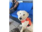 Adopt Minerva a White - with Tan, Yellow or Fawn Goldendoodle / Mixed dog in