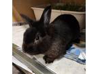 Adopt Gremlin a American / Mixed rabbit in Chesapeake, VA (39185533)