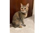 Adopt Titi a Brown Tabby Abyssinian / Mixed (short coat) cat in Herndon