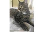 Adopt Gigi a Gray, Blue or Silver Tabby Tabby / Mixed (short coat) cat in