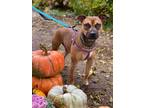 Adopt Rey a German Shepherd Dog / American Pit Bull Terrier / Mixed dog in