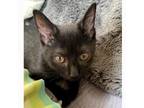 Adopt Shadow (aka Salem) a All Black Domestic Shorthair / Mixed cat in