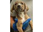 Adopt Ant Eater a Gray/Blue/Silver/Salt & Pepper Black Mouth Cur / Mixed dog in