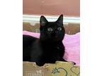 Adopt Mimi a All Black Domestic Shorthair (short coat) cat in Beverly