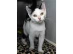 Adopt Diane a Domestic Shorthair / Mixed (short coat) cat in Wilmington