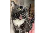 Adopt Whiskers a Domestic Longhair / Mixed cat in Cranbrook, BC (39185422)