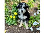 Adopt Ripley a Tricolor (Tan/Brown & Black & White) Bernese Mountain Dog /