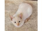 Adopt Oscar a Siamese / Mixed (short coat) cat in Scottsboro, AL (39185356)