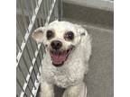 Adopt Martha a Toy Poodle / Mixed dog in Des Moines, IA (39185288)