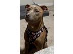 Adopt Luna a Brown/Chocolate Terrier (Unknown Type, Medium) / American Pit Bull