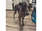 Adopt Chumpe a Great Dane dog in Windsor, CO (39185276)
