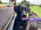 Adopt Rita a Black Labrador Retriever / Border Collie dog in Gig Harbor
