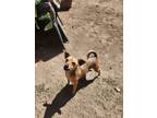 Adopt Maximo a Tan/Yellow/Fawn Beagle / Pug dog in Gig Harbor, WA (39185224)