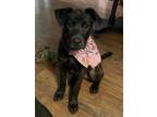 Adopt Mabel a Black Labrador Retriever / Mixed Breed (Medium) / Mixed dog in