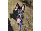 Adopt Percy a German Shepherd Dog / Mixed dog in Vancouver, WA (39185246)