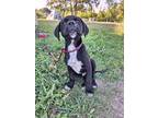 Adopt THOR a Black - with White Labrador Retriever / Mixed dog in Beausejour