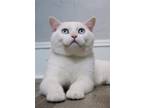 Adopt Mr Binx a White Domestic Shorthair / Mixed (short coat) cat in Cuyahoga