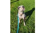 Adopt Marissa a White - with Black Pit Bull Terrier / Labrador Retriever / Mixed