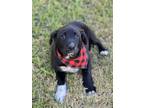 Adopt Dally a Black - with White Labrador Retriever / Australian Cattle Dog /