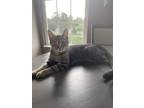 Adopt James a Spotted Tabby/Leopard Spotted Tabby / Mixed (short coat) cat in