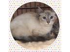 Adopt ANISE a Cream or Ivory (Mostly) Domestic Mediumhair (medium coat) cat in
