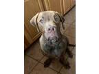 Adopt Kona a Brown/Chocolate - with White Newfoundland / American Pit Bull