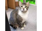 Adopt Doja a Brown Tabby Domestic Shorthair / Mixed (short coat) cat in Oakland