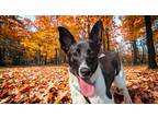 Adopt Doc URGENT a Basenji / Basenji / Mixed dog in Scottsboro, AL (39152732)