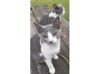 Adopt Olivia and Opal a Russian Blue / Mixed (short coat) cat in Scottsboro