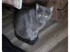 Adopt Roy a Russian Blue / Mixed (short coat) cat in Scottsboro, AL (39080671)