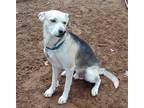 Adopt Pluto a White - with Gray or Silver Shepherd (Unknown Type) / Mixed dog in