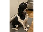 Adopt Sierra a Black - with White Cocker Spaniel / Mixed dog in Burtonsville