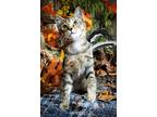 Adopt KITTEN ARROW a Gray, Blue or Silver Tabby Domestic Mediumhair / Mixed cat