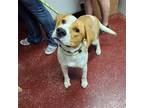 Adopt McMurray a White - with Tan, Yellow or Fawn Beagle / Mixed dog in Fargo