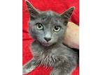 Adopt Amari a Gray or Blue Russian Blue (medium coat) cat in Leesburg