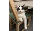 Adopt Andre a White Domestic Shorthair cat in Sedalia, CO (39173148)