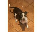 Adopt Chex a Brown/Chocolate - with White Catahoula Leopard Dog dog in