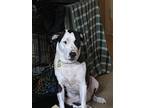 Adopt Lucy a Black - with White Labrador Retriever / Great Dane / Mixed dog in