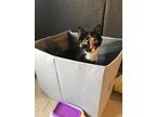 Adopt Rue a Calico or Dilute Calico Domestic Shorthair / Mixed (short coat) cat