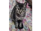 Adopt Elizabeth a Brown or Chocolate Domestic Shorthair (short coat) cat in