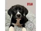 Adopt Dodge City Litter: Dylan a Boxer / Great Pyrenees dog in Omaha