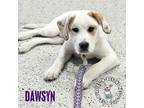 Adopt Dodge City Litter: Dawsyn a Boxer / Great Pyrenees dog in Omaha