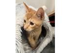 Adopt Cucumber a Orange or Red Tabby Domestic Shorthair (short coat) cat in