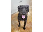 Adopt Greta a Black Labrador Retriever / Mixed dog in Quincy, IL (39155235)