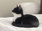 Adopt Arwen a Black & White or Tuxedo Domestic Shorthair / Mixed cat in