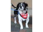 Adopt Tony a Black - with White Papillon / Cavalier King Charles Spaniel / Mixed