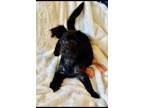 Adopt Pickles a Black Maltipoo / Terrier (Unknown Type, Small) / Mixed dog in